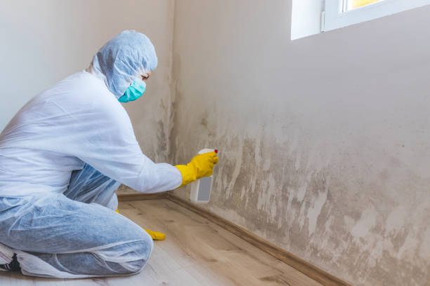 Licensed Attic Mold Remediation service in Cary, IL - 24 Hour Mold Removal
