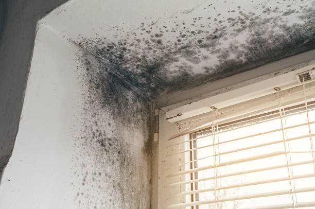 Affordable Attic Mold Remediation solutions in Cary, IL