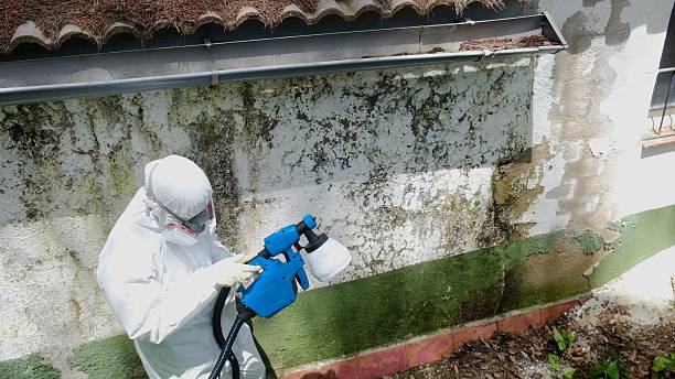Top rated local Attic Mold Remediation specialists in Cary, IL